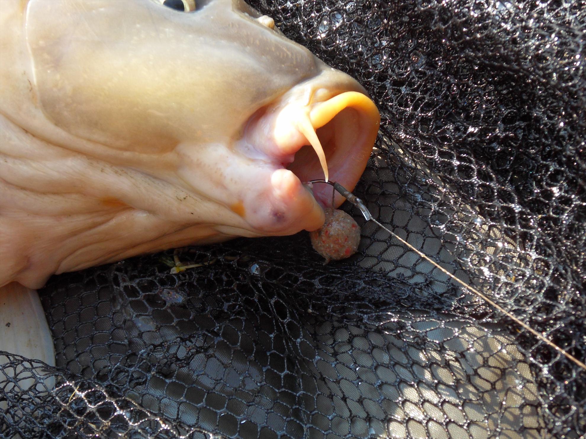 Cetariu 2011 - cetariu2011-052.JPG